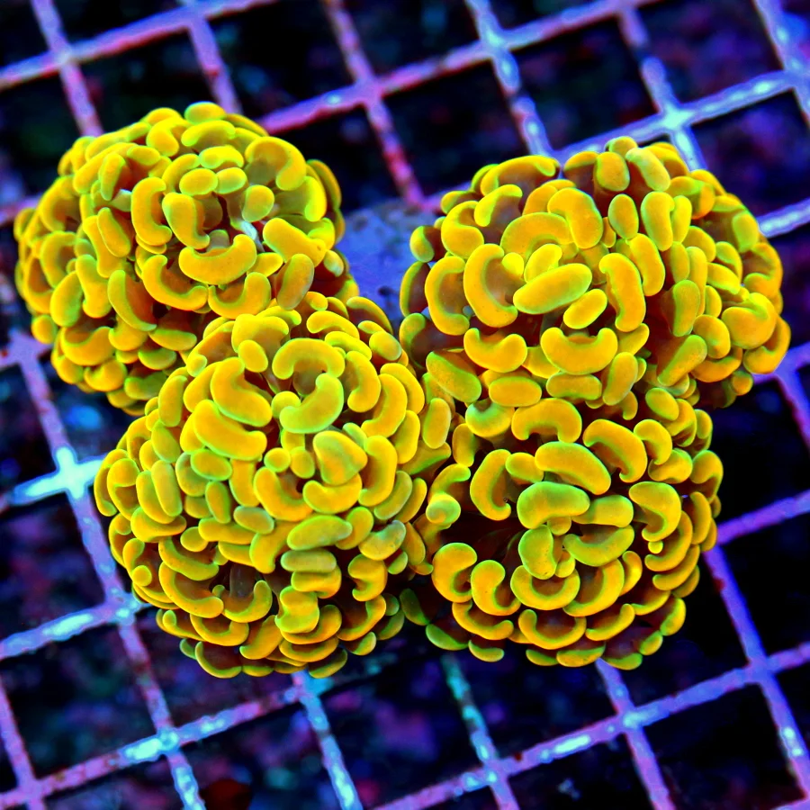 4.5x4.5 BRANCHING HAMMER CORAL - OUT OF THIS WORLD BLUE AND ORANGE ULTRA COLORED BRANCHING HAMMER