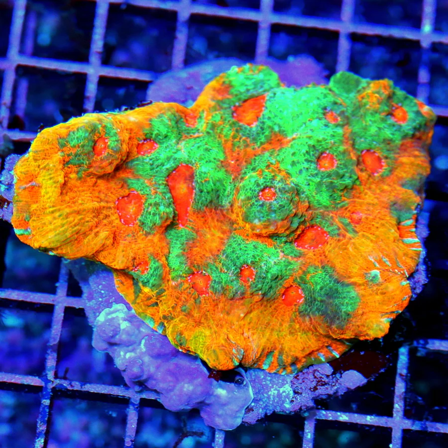 3.5" ECHINOPHYLLIA CHALICE CORAL - OUTSTANDING ULTRA GRADE HANDPICKED ECHINOPHYLLIA CHALICE CORAL