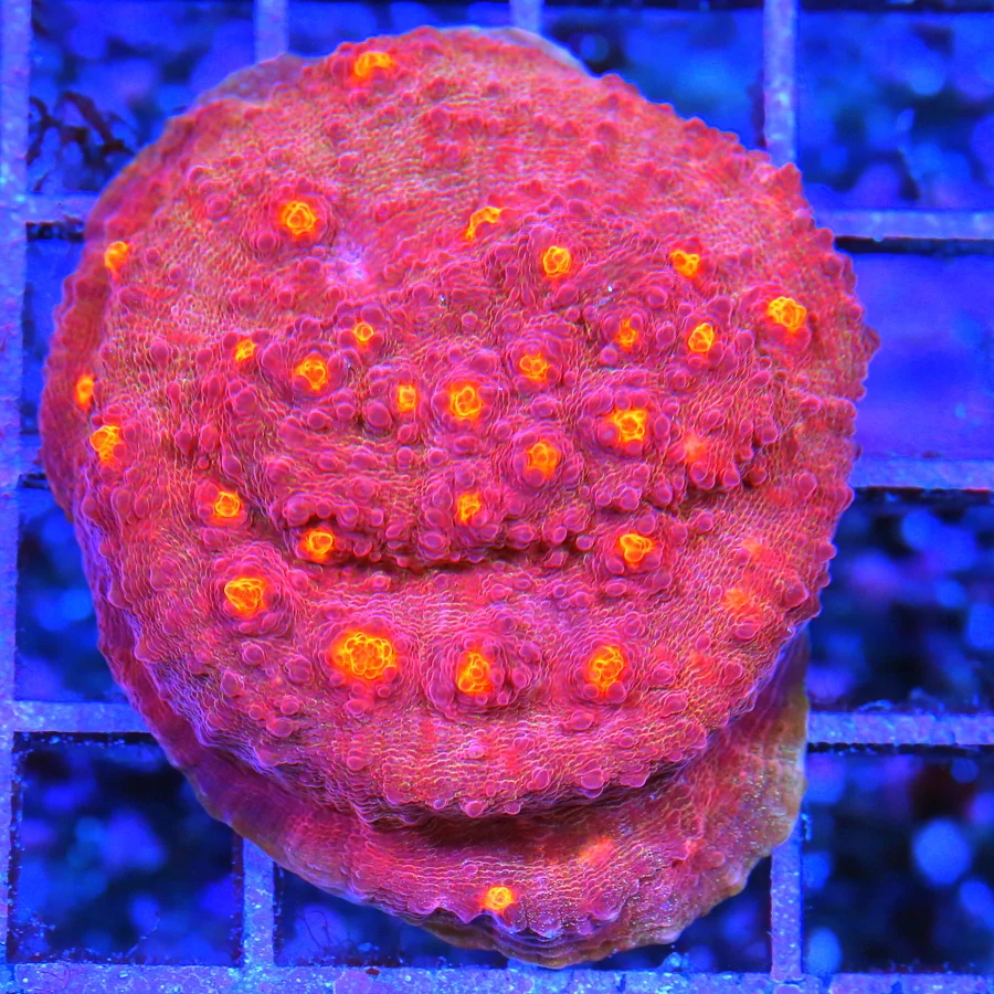 3.5" ECHINOPHYLLIA CHALICE CORAL - COLLECTOR'S ITEM NEON ORANGE EYED SUPER RED CHALICE CORAL