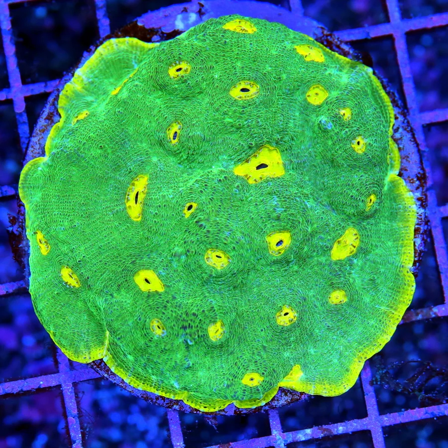 3" ECHINOPHYLLIA CHALICE CORAL - COLLECTOR'S ITEM ULTRA GRADE YELLOW EYED NEON GREEN CHALICE CORAL