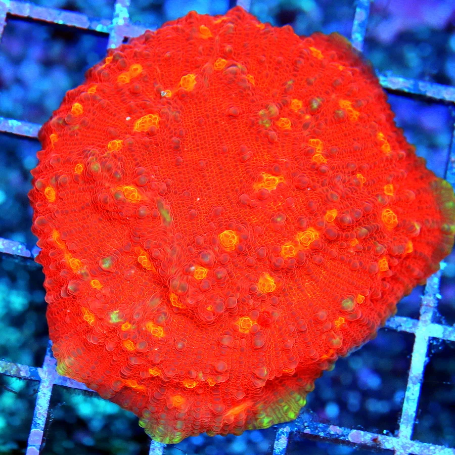 3.5" ECHINOPHYLLIA CHALICE CORAL - COLLECTOR'S ITEM ULTRA GRADE SUPER RED ORANGE EYED CHALICE CORAL