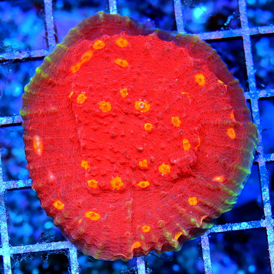 3" ECHINOPHYLLIA CHALICE CORAL - COLLECTOR'S ITEM SUPER RED ORANGE EYED GREEN CANDY STRIPPED CHALCIE