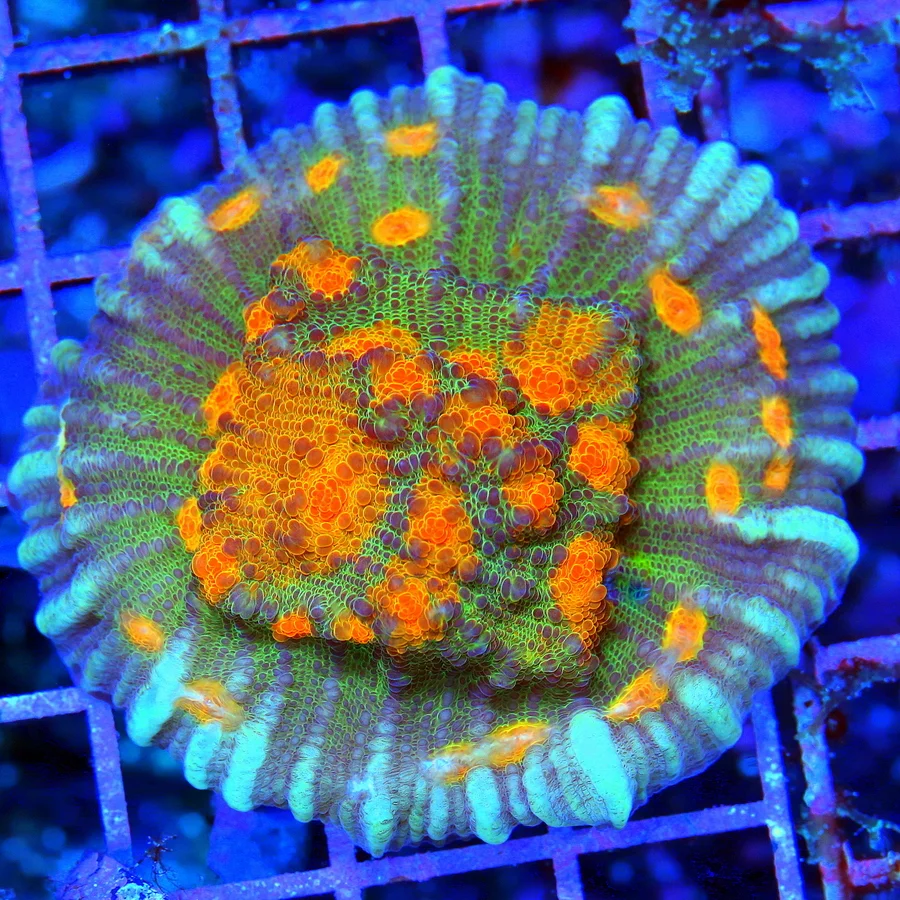 3.5" ECHINOPHYLLIA CHALICE CORAL - COLLECTOR'S ITEM INSANE MULTICOLORED ORANGE EYED CHALICE CORAL