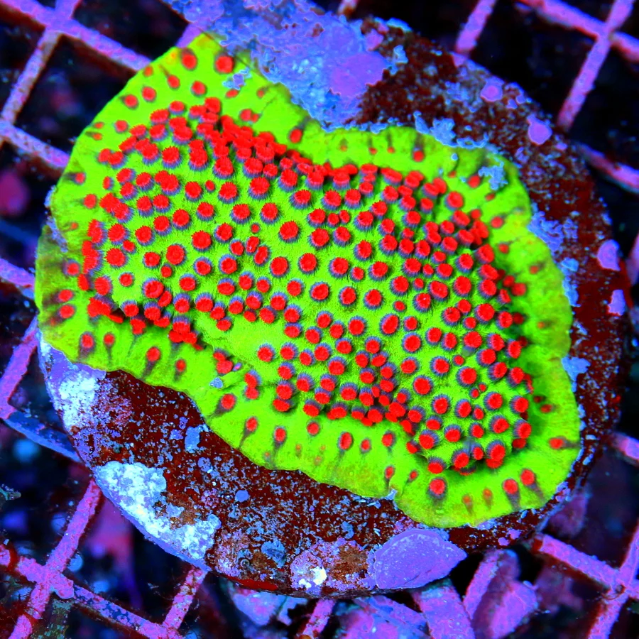 3.5" CYPHASTREA CORAL - ULTRA ULTRA COLORED SCREAMING RED AND BLUE CYPHASTREA