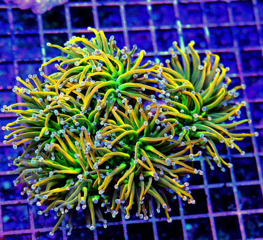 6x5 TORCH CORAL - SCOTT'S FAVORITE TORCH OF THE HOBBY! HOLY GRAIL / HOLY QUACAMOLE MORPH TORCH