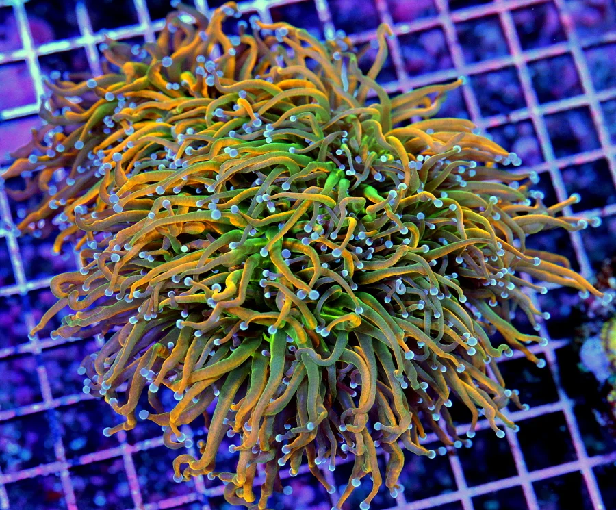 6.5x5.5 TORCH CORAL - SCOTT'S FAVORITE TORCH OF THE HOBBY! HOLY GRAIL / HOLY QUACAMOLE MORPH TORCH