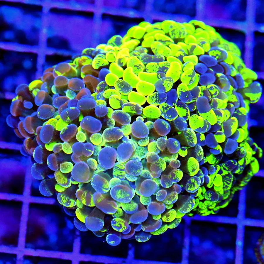 5x4.5 BRANCHING HAMMER CORAL - COMBO SPLATTER NEON GREEN BLUE PURPLE BRANCHING HAMMER CORAL