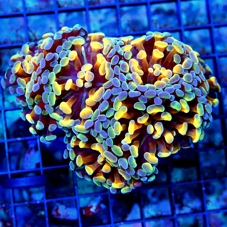 5.5x4.5 HAMMER CORAL - VERY VERY RARE COLLECTOR'S ITEM ABSOLUTELY STUNNING "HOLOGRAM" HAMMER CORAL