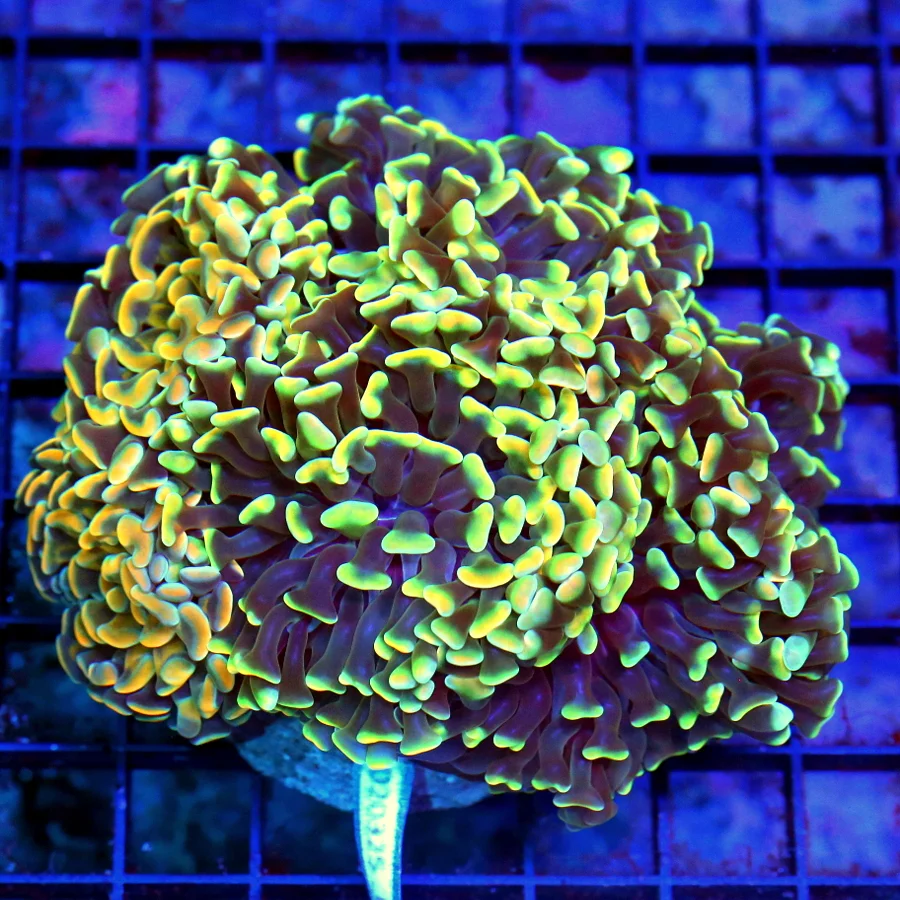 5.5x4.5 HAMMER CORAL - ULTRA GRADE HANDPICKED COMBO MULTICOLORED HAMMER CORAL