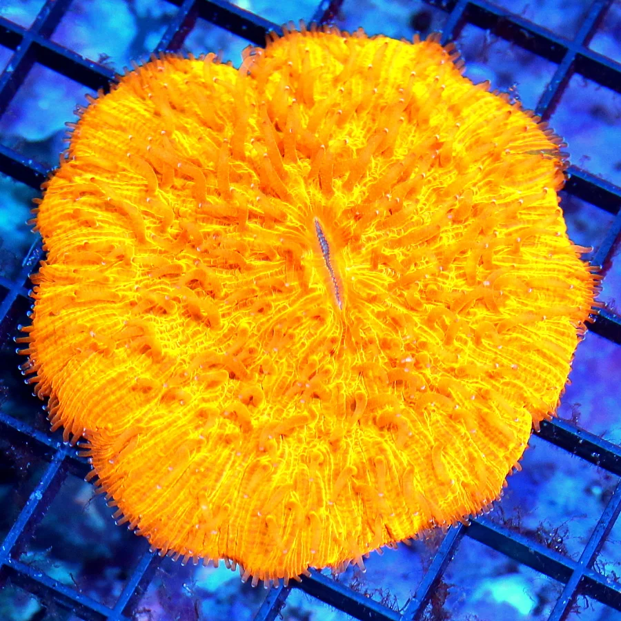 4.5x4.5 PLATE CORAL - ULTRA COLORED SUPER NEON ORANGE MELTING POT PLATE CORAL