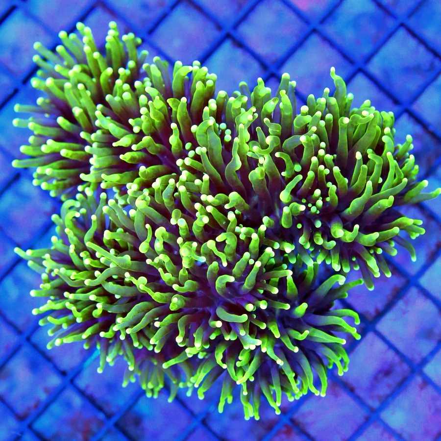 5.5x5.5 TORCH CORAL - PURPLE FADING TO GREEN TENTACLE WHITE TIPPED "BLACKLIGHT" TORCH CORAL