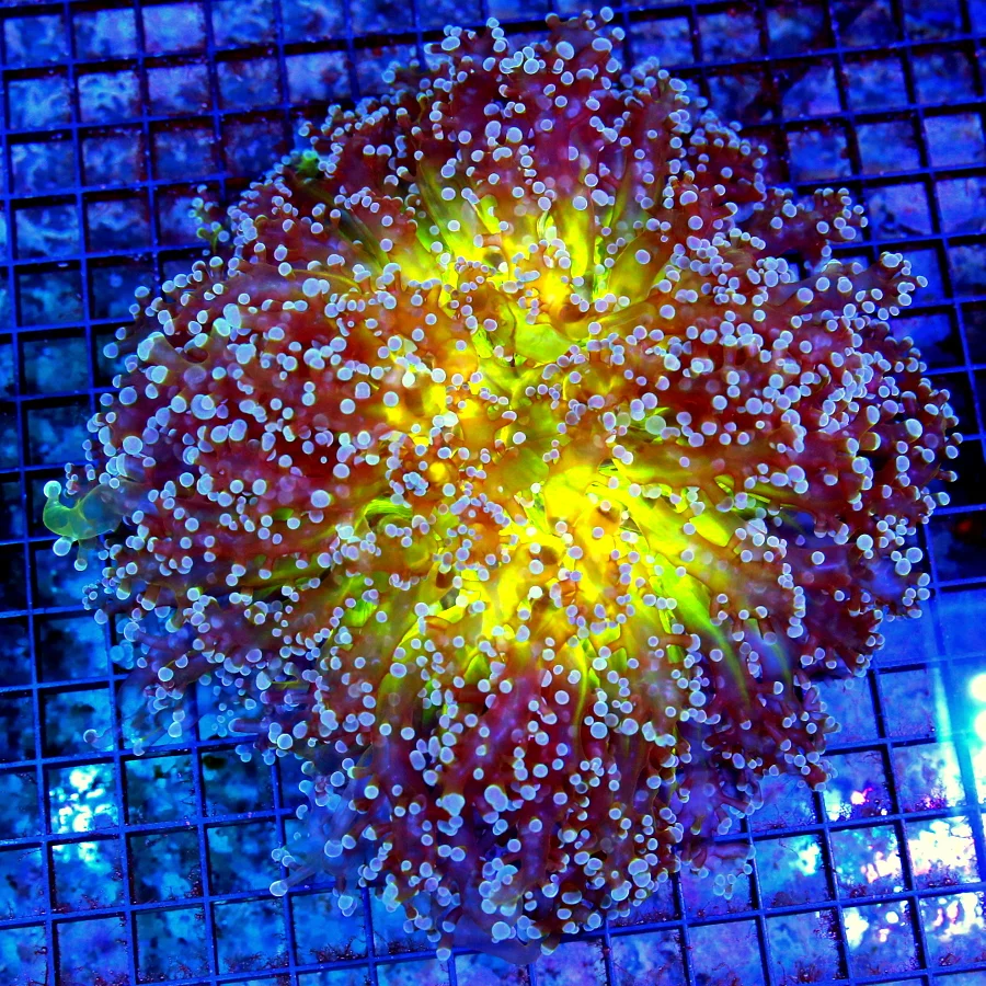 8x8 XXXL OCTOSPAWN CORAL - HAVEN'T HAD THESE ALL YEAR - HANDPICKED ULTRA COLORED OCTOSPAWN CORAL