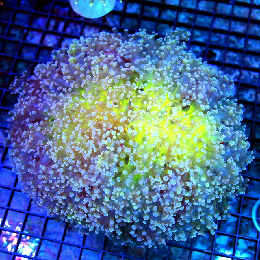8x8 XXXL OCTOSPAWN CORAL - HAVEN'T HAD THESE ALL YEAR - HANDPICKED ULTRA COLORED OCTOSPAWN CORAL
