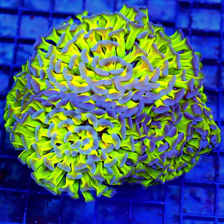 BRANCHING HAMMER CORAL - TOXIC YELLOW GREEN BLUE PURPLE TIPPED HAMMER CORAL