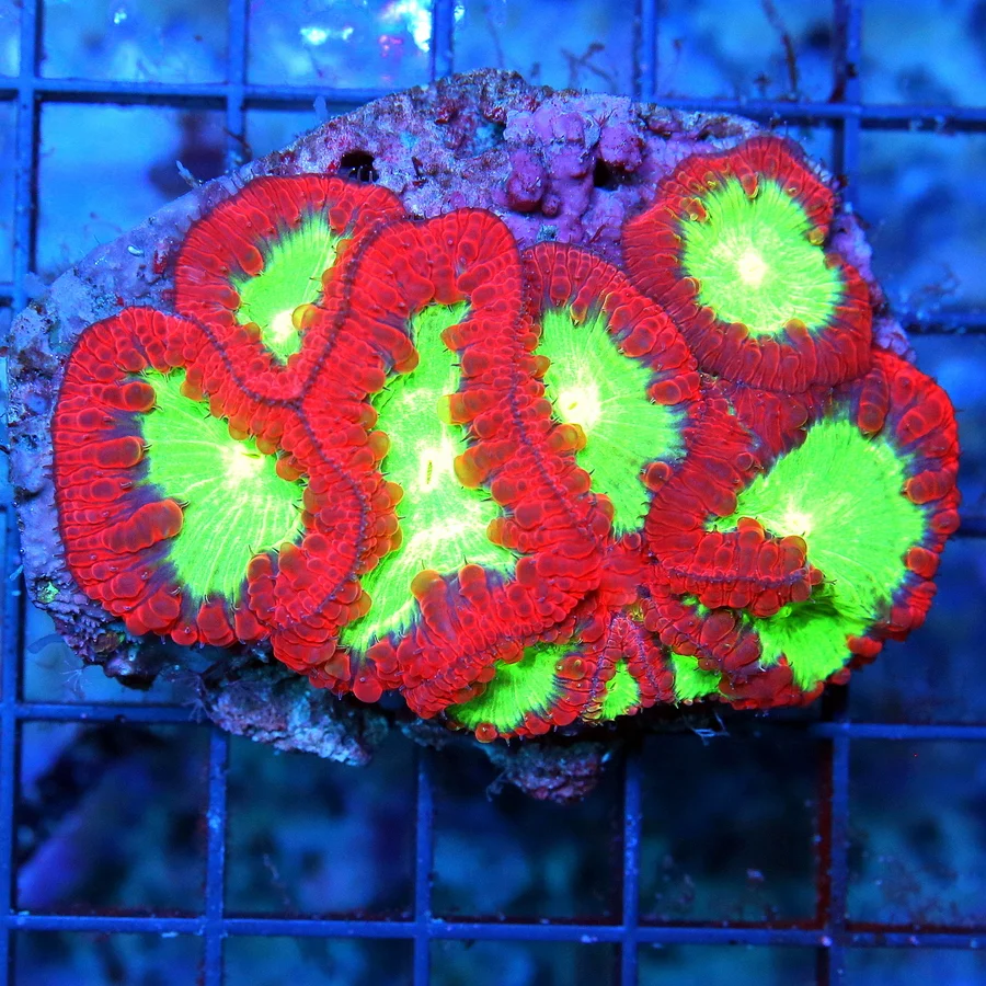BLASTOMUSSA WELLSI CORAL - EXTREMELY HARD TO GET RED NEON TOXIC GREEN EYED BLASTO WELLSI