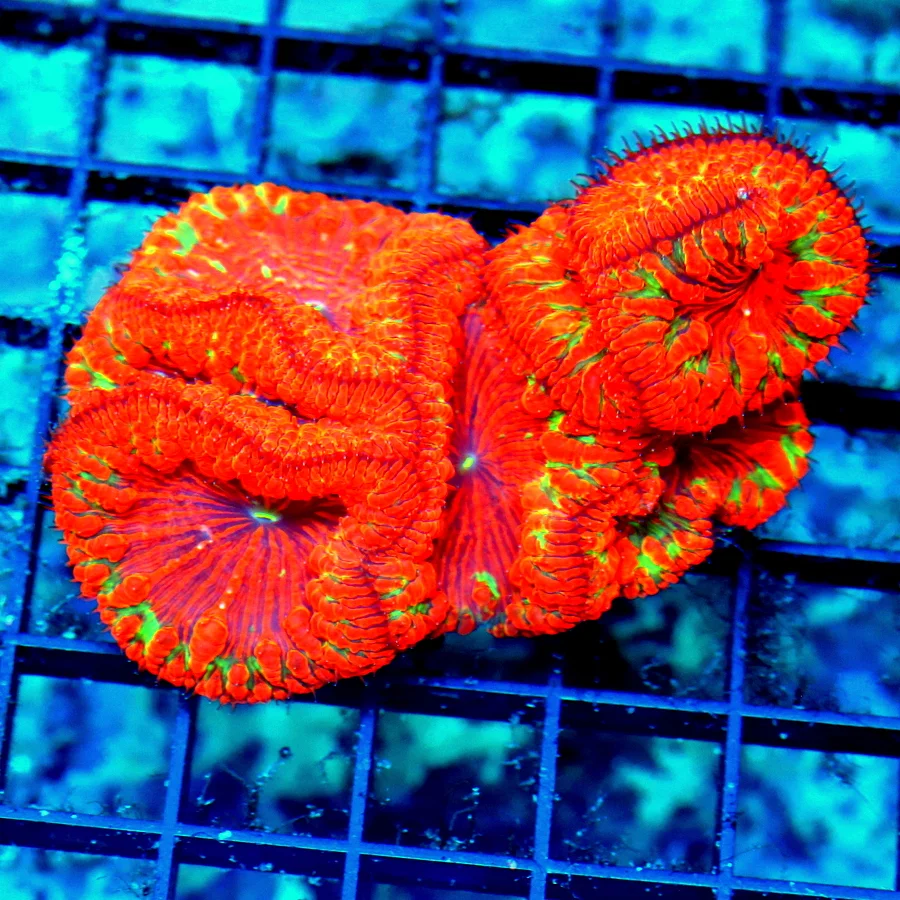 4.5x3 BLASTOMUSSA WELLSI CORAL - INDO IMPORTED ULTRA GRADE "CHRISTMAS" BLASTO WELLSI