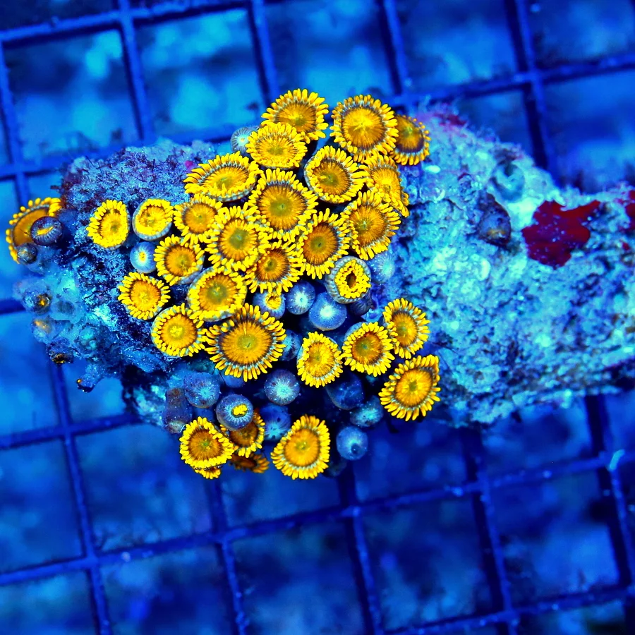 3.5" ZOANTHID CORAL - VERY VERY RARE COLORED ORANGE YELLOW HORNET ZOANTHID CORAL