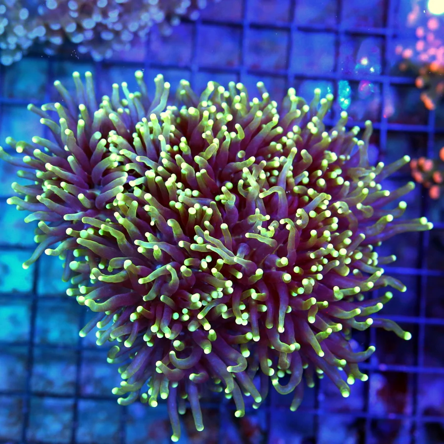 5.5x5.5 TORCH CORAL - PURPLE FADING TO GREEN TENTACLE WHITE TIPPED "BLACKLIGHT" TORCH CORAL