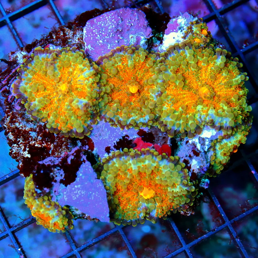 4x4 RICORDIA YUMA MUSHROOM CORAL - ULTRA GRADE VERY VERY RARE ULTRA COLORED RICORDIA YUMA CORAL