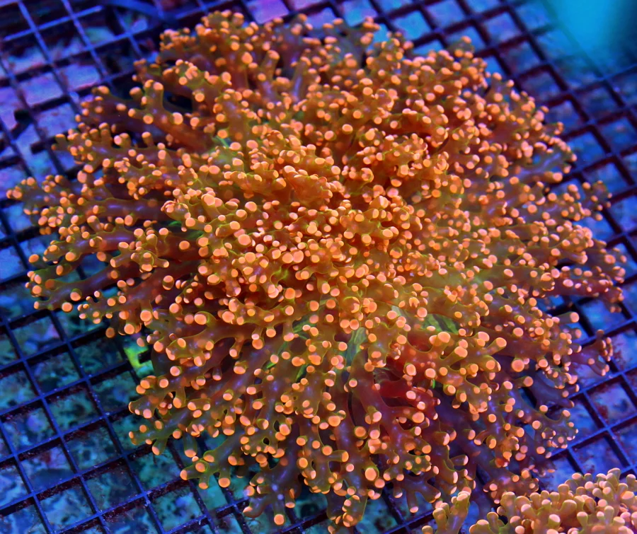 10x10 OCTOSPAWN CORAL - SCOTT'S FAVORITE OF ALL TIME OUTRAGOUS ULTRA COLORED OCTOSPAWN CORAL