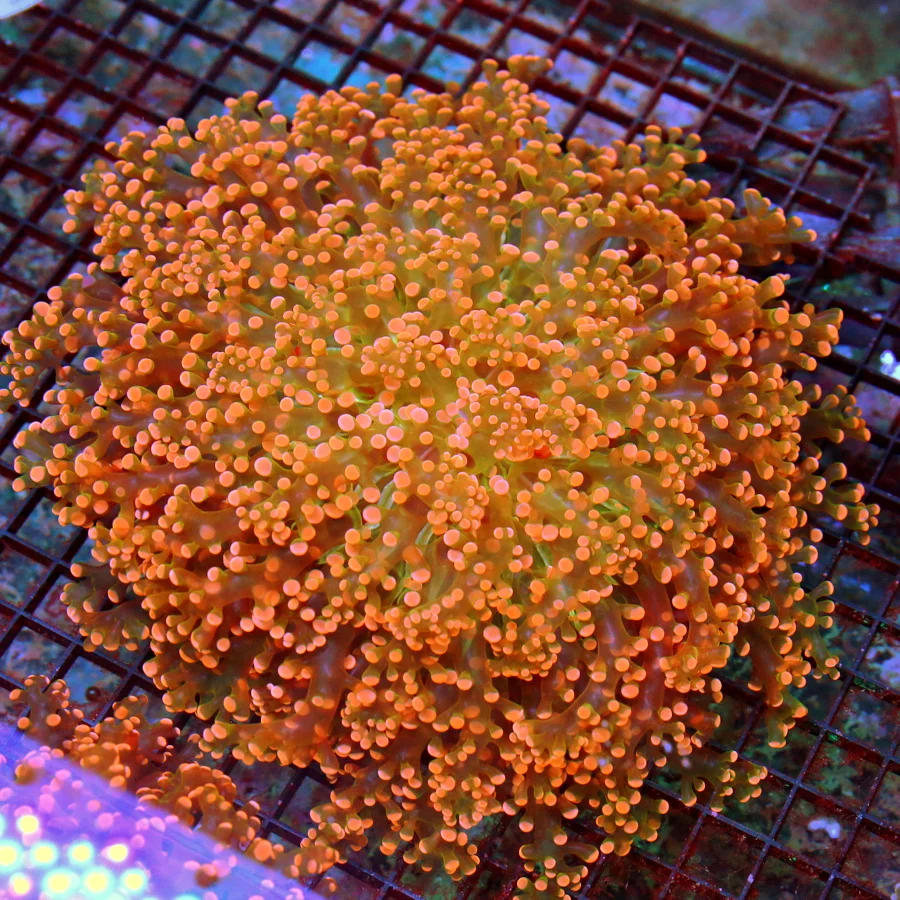 10x10 OCTOSPAWN CORAL - SCOTT'S FAVORITE OF ALL TIME OUTRAGOUS ULTRA COLORED OCTOSPAWN CORAL
