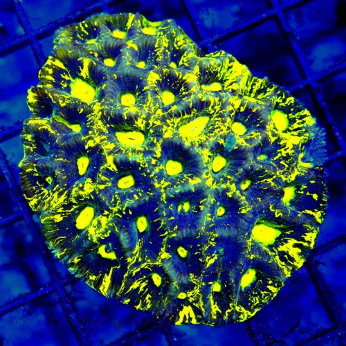 3x3 GONIASTREA BRAIN CORAL - SUPER NEON HIGHLIGHTER YELLOW PURPLE GONIASTREA CORAL