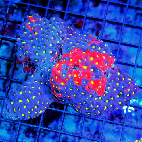 5x4.5 WAR CORAL FAVITES - ULTRA ULTRA PURPLE AND RED COMBO HANDPICKED WAR CORAL FAVITES