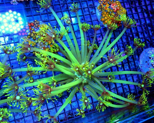 7x7 GONIOPORA CORAL - SUPER LONG TENTACLED LEMON LIME GREEN BLUE JEWELED EYED GONIOPORA CORAL
