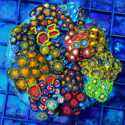 4" COMBO INDO ZOANTHID COLONY - ULTRA ULTRA COLORED ULTRA COMBO INDO ZOANTHID CORAL COLONY