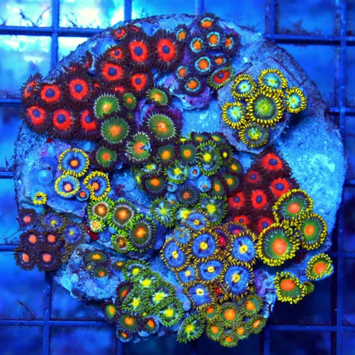 4" COMBO INDO ZOANTHID COLONY - ULTRA ULTRA COLORED ULTRA COMBO INDO ZOANTHID CORAL COLONY