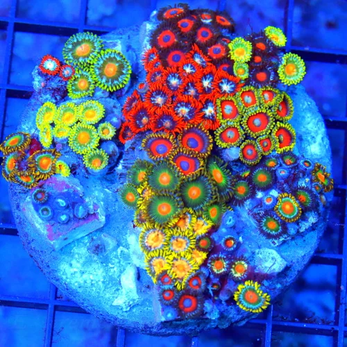 4" COMBO INDO ZOANTHID COLONY - ULTRA ULTRA COLORED ULTRA COMBO INDO ZOANTHID CORAL COLONY