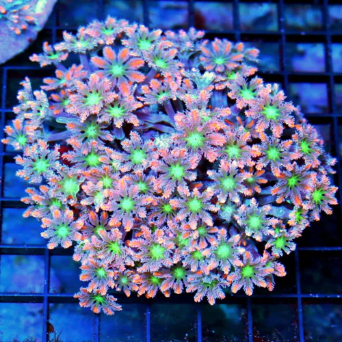 4.5x4.5 CLOVE POLYPS CORAL - HANDPICKED ULTRA GRADE TRUE FIRECRACKER AQUACULTURED CLOVE POLYPS CORAL