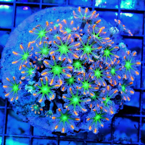 4x4 CLOVE POLYPS CORAL - HANDPICKED ULTRA GRADE TRUE FIRECRACKER AQUACULTURED CLOVE POLYPS CORAL