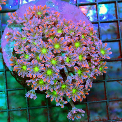 4.5x4 CLOVE POLYPS CORAL - HANDPICKED ULTRA GRADE TRUE FIRECRACKER AQUACULTURED CLOVE POLYPS CORAL