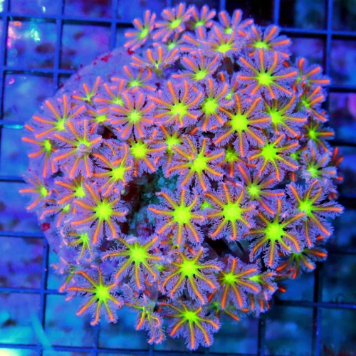 4.5x4.5 CLOVE POLYPS CORAL - HANDPICKED ULTRA GRADE TRUE FIRECRACKER AQUACULTURED CLOVE POLYPS CORAL