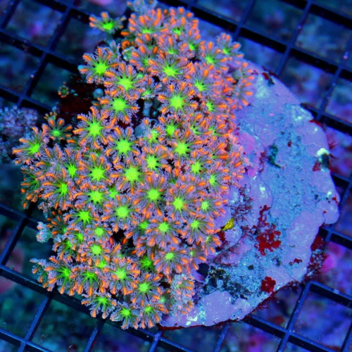 4.5x4 CLOVE POLYPS CORAL - HANDPICKED ULTRA GRADE TRUE FIRECRACKER AQUACULTURED CLOVE POLYPS CORAL