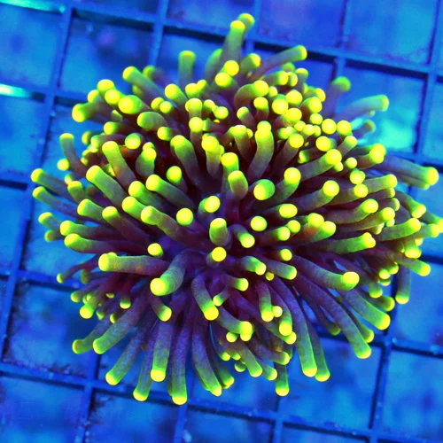 TORCH CORAL - BRIGHTEST TIPPED "RASTA" TORCHES I'VE SEEN IN A LONG TIME