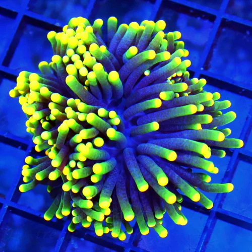 3" TORCH CORAL - BRIGHTEST TIPPED "RASTA" TORCHES I'VE SEEN IN A LONG TIME