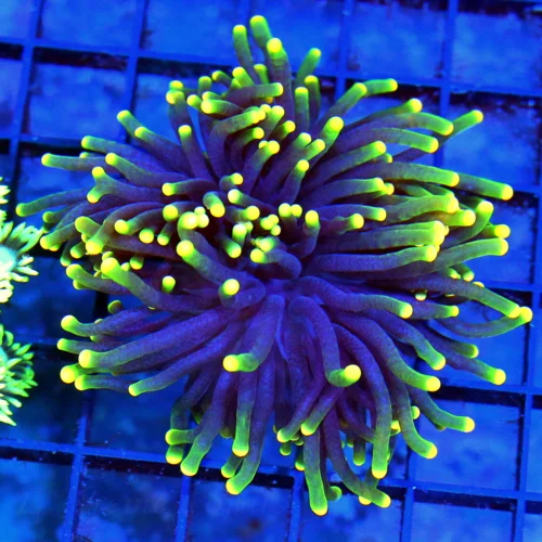3.5x3.5 TORCH CORAL - BRIGHTEST TIPPED "RASTA" TORCHES I'VE SEEN IN A LONG TIME