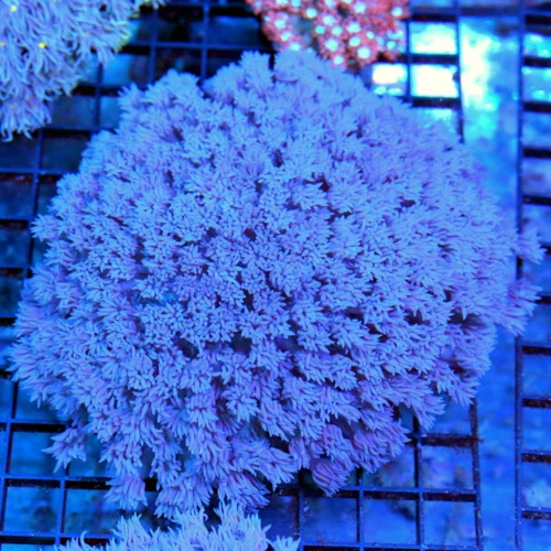 6x6 GONIOPORA CORAL - INCREDIBLE ULTRA ULTRA PURPLE ULTRA GRADE GONIOPORA CORAL