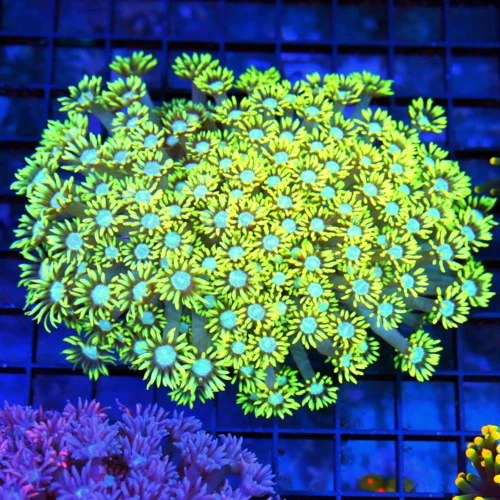 5.5x5 XL GONIOPORA CORAL - NEON YELLOW BLUE EYED ULTRA COLORED GONIOPORA CORAL