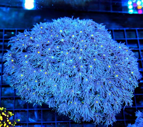 6x6 GONIOPORA CORAL - SCOTT'S FAVORITE HANDPICKED GLOWING YELLOW EYED BLUE GONIOPORA CORAL