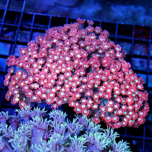 5.5x5 XXL GONIOPORA CORAL - SUPER COLORED RED/PINK WHITE EYED GONIOPORA CORAL
