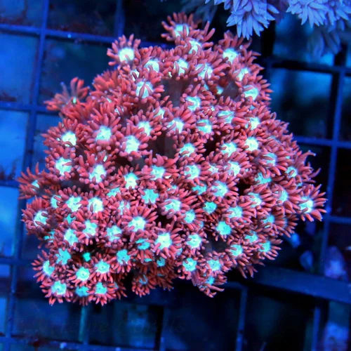 3" GONIOPORA CORAL - WICKED NEON RED BLUE WHITE EYED GONIOPORA CORAL