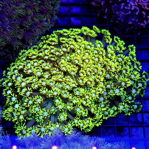 6.5x5.5 XXL GONIOPORA CORAL - OUT OF THIS WORLD HIGHLIGHTER YELLOW BLUE EYED XXL GONIOPORA CORAL