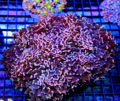 8x7 GIANT HAMMER CORAL - SUPER PINK BLUE TIPPED COLLECTOR'S ITEM CENTER PIECE HAMMER CORAL