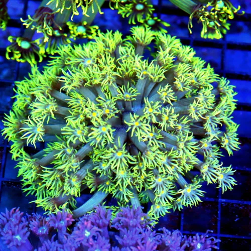 5x5 GONIOPORA  CORAL - LEMON LIME YELLOW PURPLE TENTACLED YELLOW EYED GONIOPORA CORAL