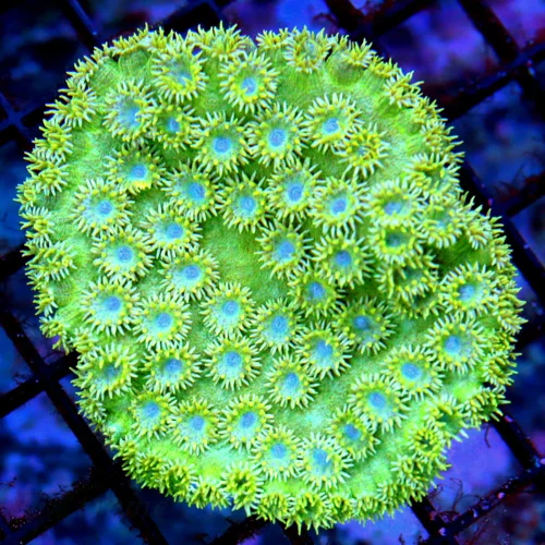 3.5x3 PAGODA CUP CORAL - BLUE EYED ULTRA GREEN PAGODA CUP CORAL