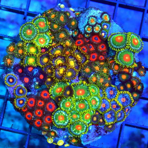 4" COMBO INDO ZOANTHID COLONY - ULTRA ULTRA COLORED ULTRA COMBO INDO ZOANTHID CORAL COLONY