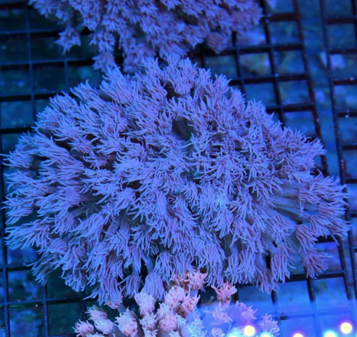 5.5x5 XXL GONIOPORA CORAL - SUPER PURPLE ULTRA COLORED VERY HARD TO GET GONIOPORA CORAL